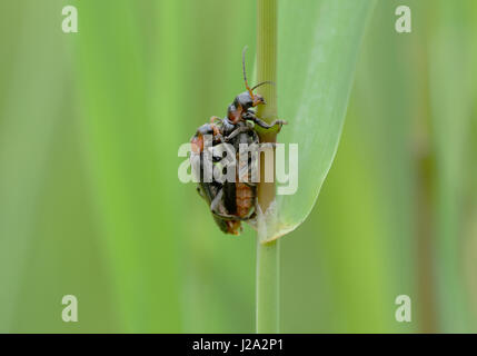 Soldato nero coleotteri coniugata Foto Stock