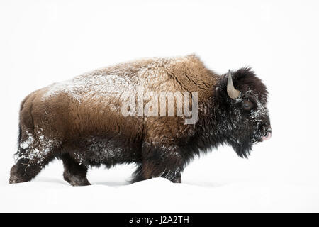 Bisonti americani / Amerikanischer ( Bison bison bison ) in inverno, matura bull, camminando attraverso la neve profonda, leccare il suo naso, il Parco Nazionale di Yellowstone, Foto Stock