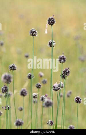 Fioritura di porro di sabbia (Allium scorodoprasum) nelle Alpi francesi Foto Stock