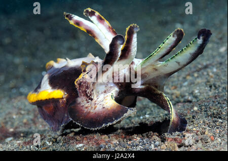 Il Flamboyant seppie è un tipico abitante della sabbia nera di Lembeh street Foto Stock