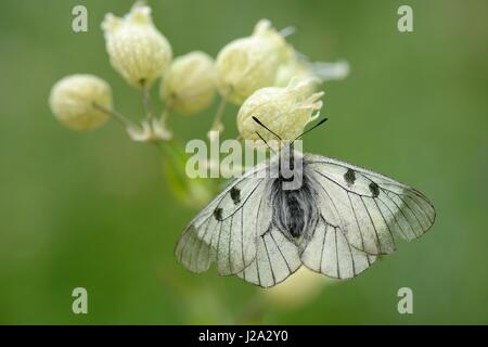 Offuscato apollo appollaiato Foto Stock