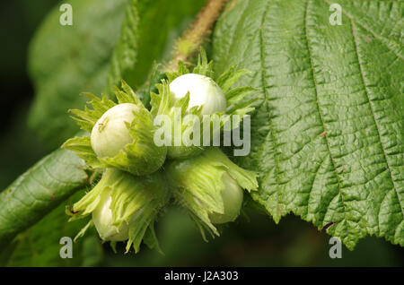 Nocciolo Foto Stock