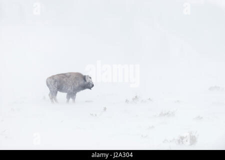 Bisonti americani / Amerikanischer ( Bison bison bison ) disco in condizioni di tempo di inverno in una bufera di neve su vasta terra aperta, il Parco Nazionale di Yellowstone, Foto Stock