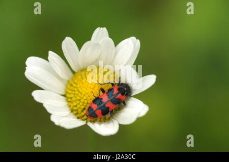 Trichodes apiarius Foto Stock