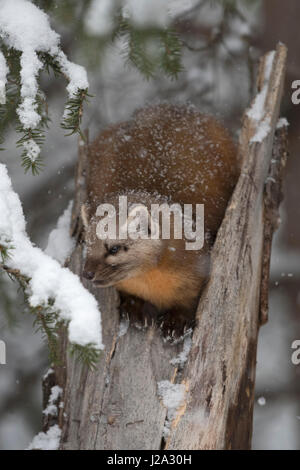 American Martora / Baummarder / Fichtenmarder ( Martes americana ) in inverno coperto con sonw, seduto sulla cima di un albero rotto, Yellowstone NP, Foto Stock