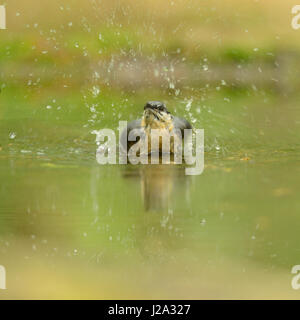 La balneazione picchio muratore Foto Stock