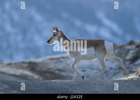 Pronghorn / Gabelbock / Gabelantilope ( Antilocapra americana ) in inverno, attraversando un gelido di strada sterrata, bella situazione di retroilluminazione, Yellowstone NP, Montan Foto Stock