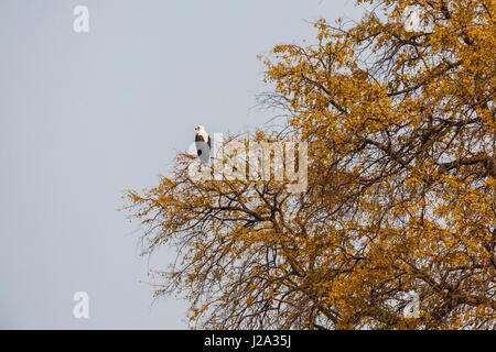 African Fish Eagle seduta nella struttura ad albero Foto Stock