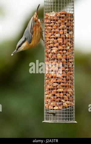 Nuthatch  Adult on Nut Feeder  Inverno, Powys, Llanfechain, Galles, Regno Unito Foto Stock