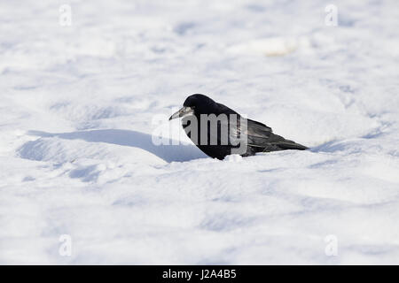 Rook, Corvus frugilegus, nella neve Foto Stock