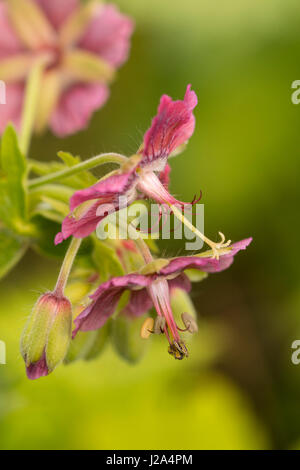 Clse fino dei delicati fiori di colore rosa del dusky cranesbill varietà, geranio phaeum Rose Robbia l' Foto Stock