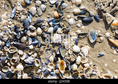 Molte conchiglie sulla spiaggia in Italia in estate Foto Stock