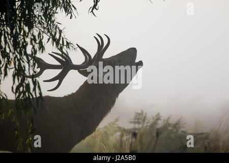 Red Deer rut cervo (Cervus elaphus) muggito o ruggente in una nebbiosa mattina Foto Stock