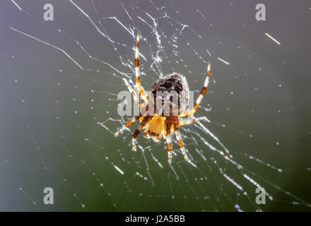 Retro giardino illuminato spider (Araneus diadematus) nel web Foto Stock