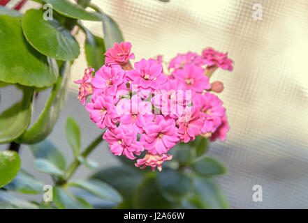 Rosa fiori Calandiva, Kalanchoe, famiglia Piante succulente | Dicotiledoni, vicino bokeh gradiente dello sfondo. Foto Stock