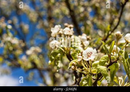 Pera fiore. La frutta in primavera. La coltivazione e la vendita di pere Foto Stock