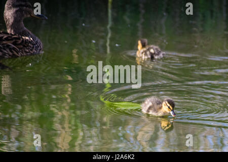 Mallard anatroccoli sul lago nel sole primaverile Foto Stock