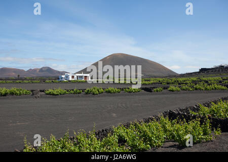 Uva cresce su registri nelle sabbie di lava di Lanzarote. Foto Stock