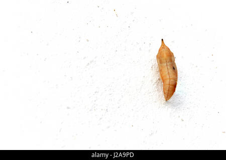 Blank chrysalis butterfly appeso su bianco muro di cemento Foto Stock