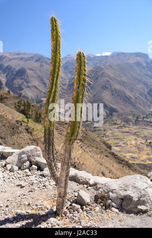 Il Perù, Arequipa, Caylloma, il Canyon del Colca Foto Stock