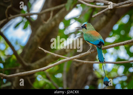 Highland Motmot, Momotus aequatorialis, vista posteriore Foto Stock