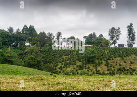 Tanzania plantation Foto Stock