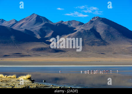 Bolivia, Departamento de Potosí, Sur Lípez, Laguna Canapa Foto Stock