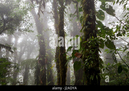 Nel profondo di una lussureggiante foresta pluviale di nebbia Foto Stock