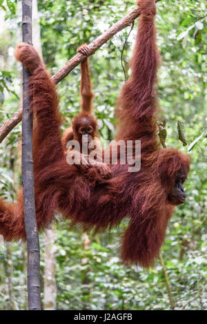 Indonesia, nella provincia di Aceh, Gayo Lue Regency, Gunung-Leuser National Park, Sumatra, famiglia Orangutan nel selvaggio Foto Stock