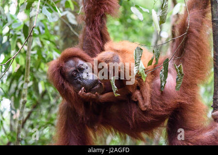 Indonesia, nella provincia di Aceh, Gayo Lue Regency, Gunung-Leuser National Park, Sumatra, famiglia Orangutan nel selvaggio Foto Stock