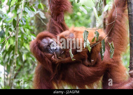 Indonesia, nella provincia di Aceh, Gayo Lue Regency, Gunung-Leuser National Park, Sumatra, famiglia Orangutan nel selvaggio Foto Stock