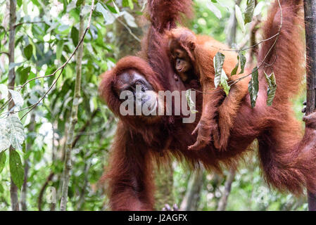 Indonesia, nella provincia di Aceh, Gayo Lue Regency, Gunung-Leuser National Park, Sumatra, famiglia Orangutan nel selvaggio Foto Stock