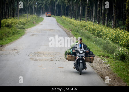 Indonesia, Sumatera Utara, Kabul Langkat, olio di palma plantation Foto Stock