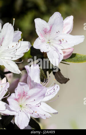 Fiori di Primavera delle azalee, rododendri ledifolium var. ripense. Questo è ora noto come Rhododendron mucronatum var. ripense. Foto Stock