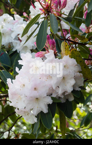Leggermente fragrante bianco grandi fiori primaverili emergono dalle gemme rosa a coprire il sempreverde, rododendro 'Loder bianco dell' Foto Stock