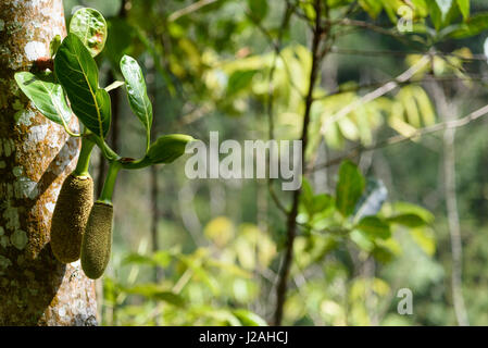 Indonesia, Bali, Kabul Buleleng, jackfruit tree Foto Stock