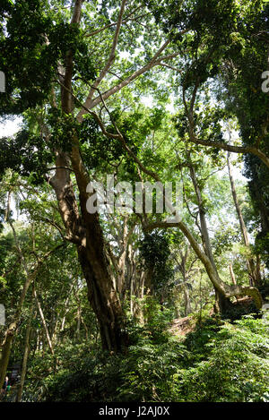 Indonesia, Bali, Kabedaten Gianyar, 'Monkey foresta' di Ubud. Il parco intorno a un tempio indù è abitata da Free-roaming, santo Iavan scimmie Foto Stock