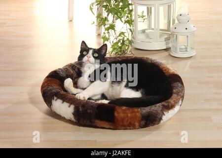 Il gatto domestico, tuxedo in bianco e nero, giace in un morbido cuscino gatto sul pavimento a casa Foto Stock
