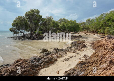 Mangrovie sulla spiaggia con sabbia e rocce, costa ovest della Grande Terre isola, Nuova Caledonia, Sud Pacifico Foto Stock