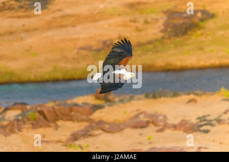 Majestic african fish eagle vola sopra il fiume Olifants, alla ricerca di una preda da in alto al di sopra del cielo - Parco Nazionale Kruger Foto Stock