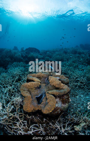 Un gigante clam (Tridacna gigas) cresce su una pendenza della barriera corallina in Palau. Questo enorme mollusco è una specie in via di estinzione. Foto Stock