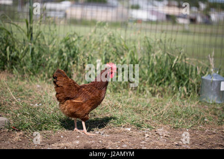 La Rhode Island red pollo Foto Stock