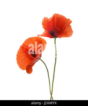 Due papaveri rossi isolato su sfondo bianco. Foto Stock