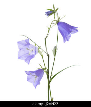 Campanule isolato su bianco. Campanula rotundifolia Foto Stock