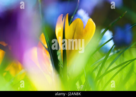 Cluster atmosferica di fiori di primavera Foto Stock