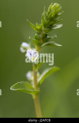 Il timo-lasciava Speedwell (Veronica serpyllifolia) in fiore. Bassa crescita pianta strisciante con strisce blu su bianco petali in famiglia Plantaginaceae Foto Stock