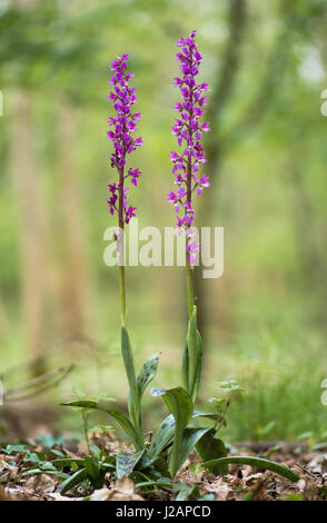 Inizio orchidea viola (Orchis mascula) piante nel bosco. Due viola i picchi di fiori di orchidee in un bosco britannico Foto Stock