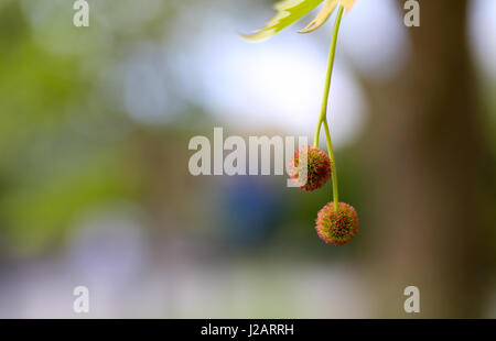 Close-up di fiori di Londra Planetree, acero-lasciava in piano, (Platanus hybrida) giovane frutta