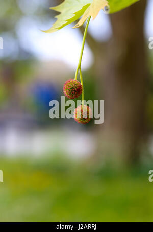 Close-up di fiori di Londra Planetree, acero-lasciava in piano, (Platanus hybrida) giovane frutta