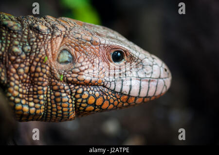 Close-up verticale di un caimano settentrionale lizard (Dracaena guianensis). Foto Stock